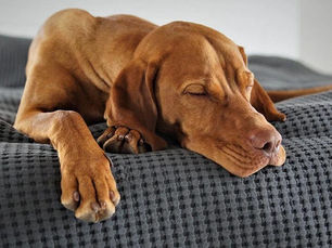 What are Gastroenteritis symptoms in dogs?