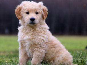 Best Italian Dog Names of 2021
