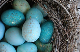 1 egg