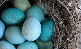 1 egg