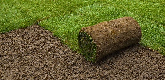 rolled_sod.jpeg