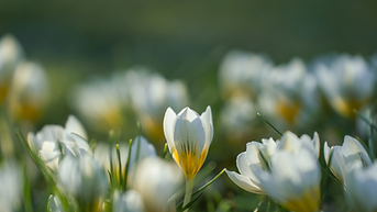 Design uden navn (40).png