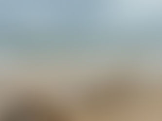 Dogs in Vietnam – The Quiet Companions of the Road