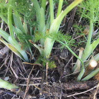 IL FINOCCHIO SELVATICO