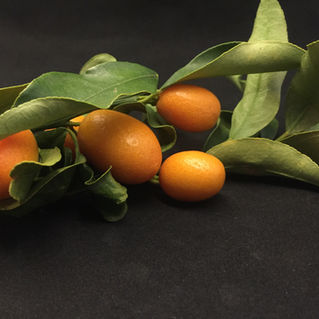 IL MANDARINO CINESE o KUMQUAT