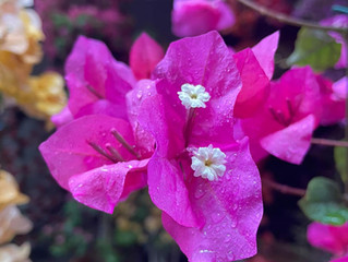 FIOR DI BOUGAINVILLEA