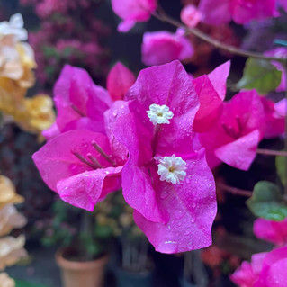 FIOR DI BOUGAINVILLEA