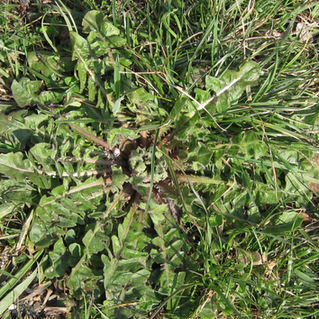 LA RADICHELLA A COSTANEIGRA