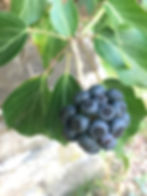 bacche di Edera
