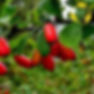 bacche di Crespino - foto dal web -
