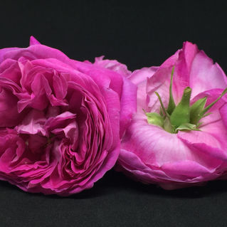 ROSA ... di nome e di fatto ... 🌹