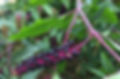 Grappolo di Uva turca - foto dal web -