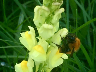 LINARIA