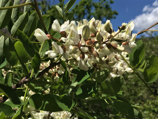 FIOR D'ACACIA, GLICINE E MAGGIOCIONDOLO