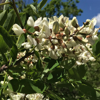 FIOR D'ACACIA, GLICINE E MAGGIOCIONDOLO