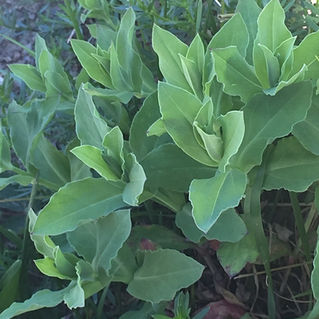 "SCIGUELLI"... LA SILENE 🌿🌿🌿
