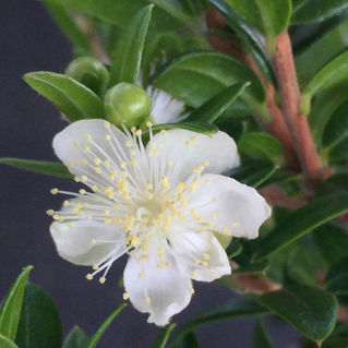 PROFUMO DI TARAS, IL MIRTO