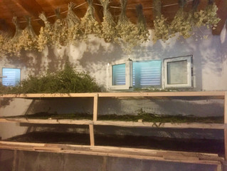LE PICCOLE ERBE