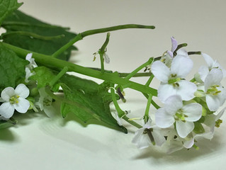 ERBA AGLINA, L' ALLIARIA