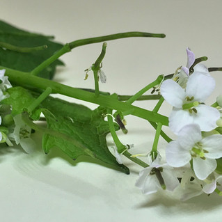 ERBA AGLINA, L' ALLIARIA