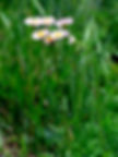 -Erigeron annuus- foto di Actaplantarum