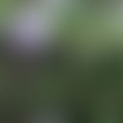 IL ROSMARINO PRINCIPE DEGLI AROMI