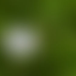 DEL LINO, DEI SUOI SEMI E DELLE LORO VIRTÙ