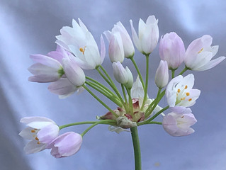 FIOR D'AGLIO