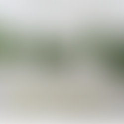 LE MIE ERBETTE SOSPETTE, del perché non raccolgo alcune piante e come non confonderle