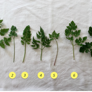 LE MIE ERBETTE SOSPETTE, del perché non raccolgo alcune piante e come non confonderle
