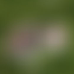 Vermines au 24h des jeux de Cholet !