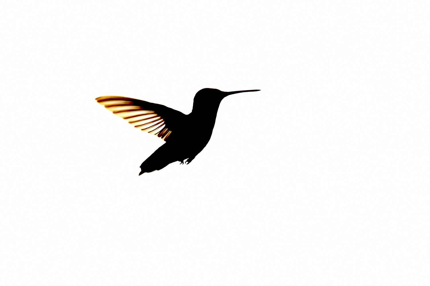silhouette-of-a-hummingbird-mid-flight.gif