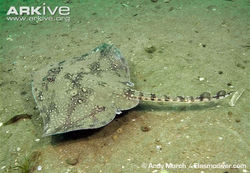 Raja clavata