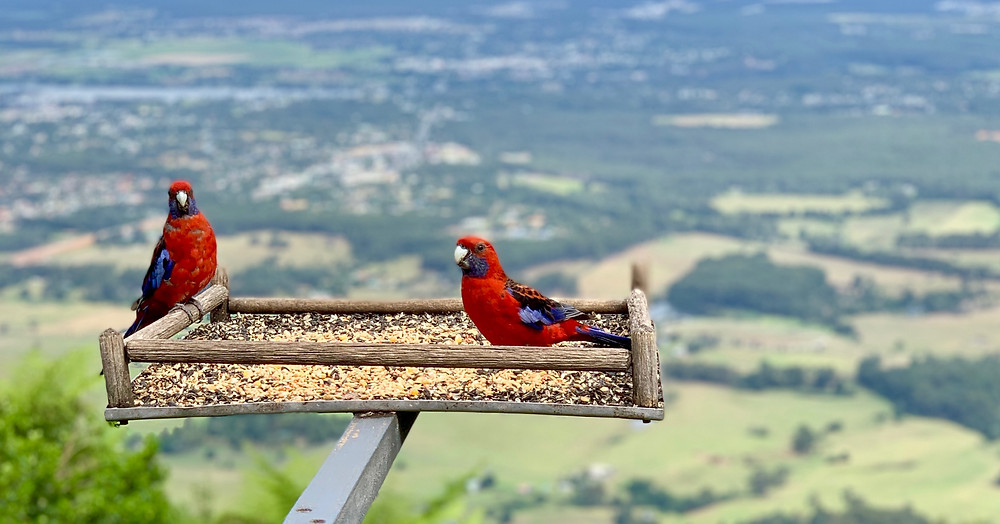 Parrots in front of the stunning scenery at the Cambewarra Mountain Lookout.