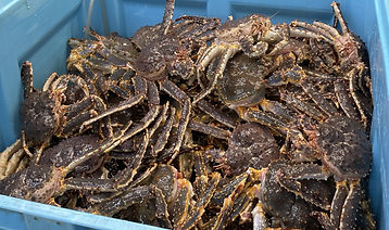 King Crab
