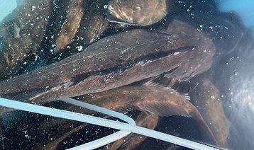 Lingcod