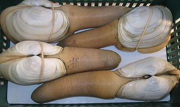 Geoduck