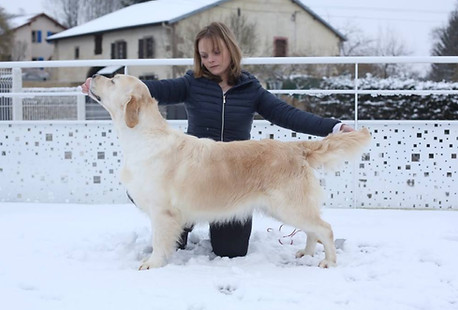 golden retriever statique exposition