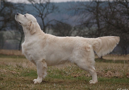 golden retriever statique exposition