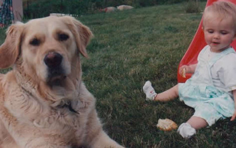 golden retriever bébé