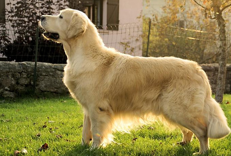 golden retriever statique exposition