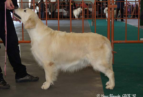 golden retriever statique exposition