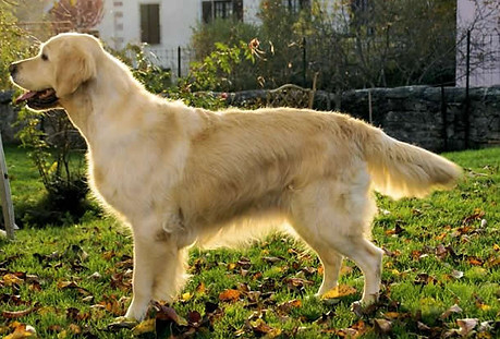 golden retriever statique exposition