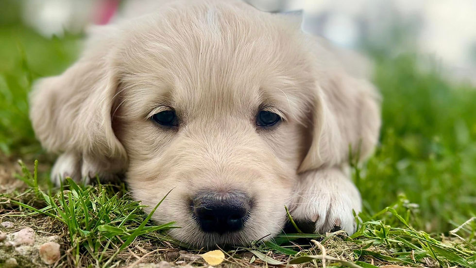 chiot