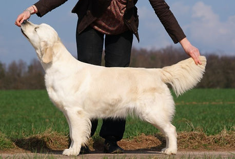 golden retriever statique exposition ashbury