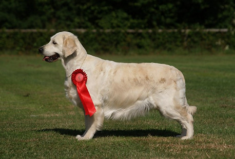 golden retriever statique exposition ashbury