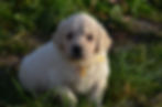 Chiots à venir