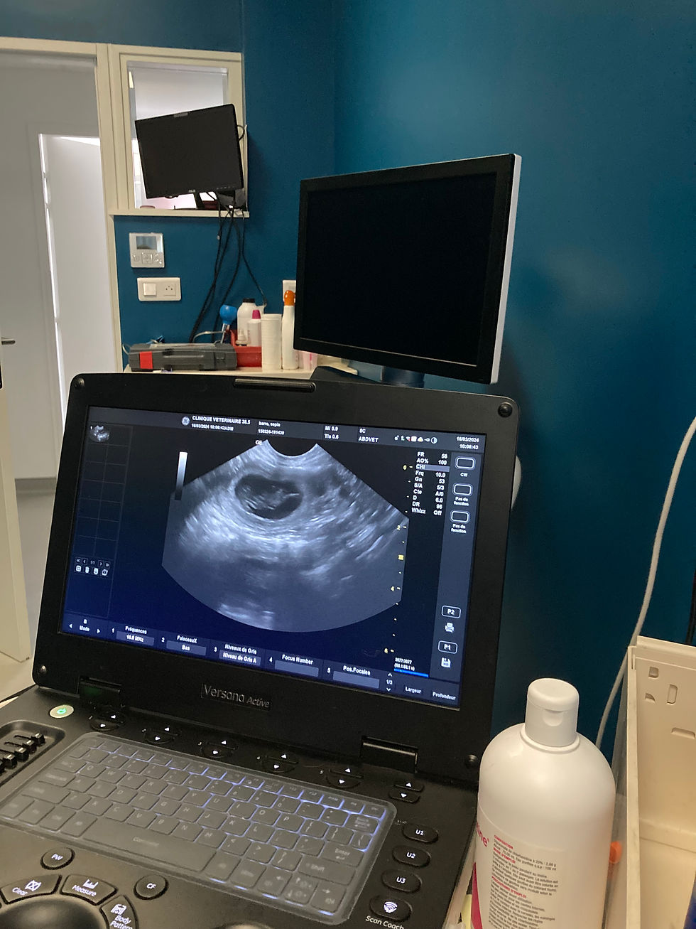 echographie chiot golden