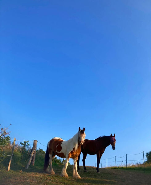 Two horses and a blue sky background
