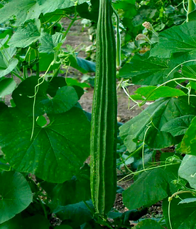 Iris hybrid ridge gourd seeds 